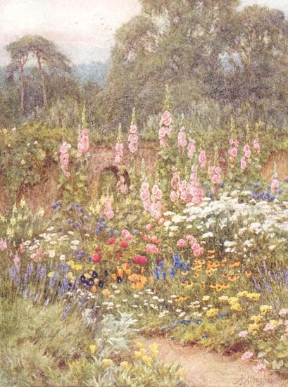 Hollyhocks