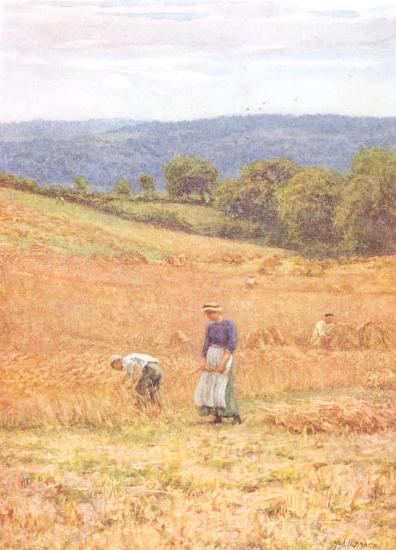 Harvest Field near Westerham, Kent